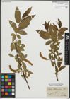 Foto von Salix pentandra L.